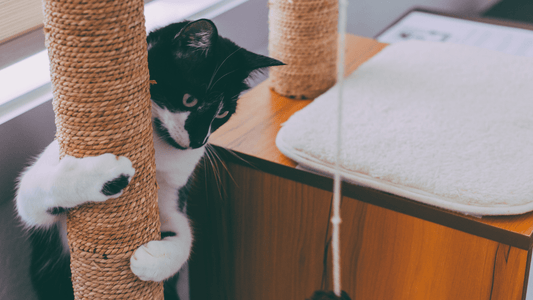 Natural Scratching Behaviour