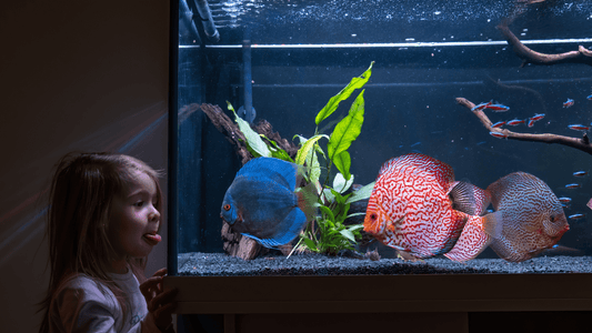 Keeping a Healthy Aquarium