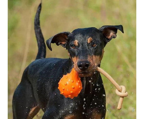 Dog Swimming Eddy Floating Fetch Toy with Handle