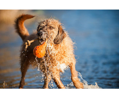 Dog Swimming Eddy Floating Fetch Toy with Handle