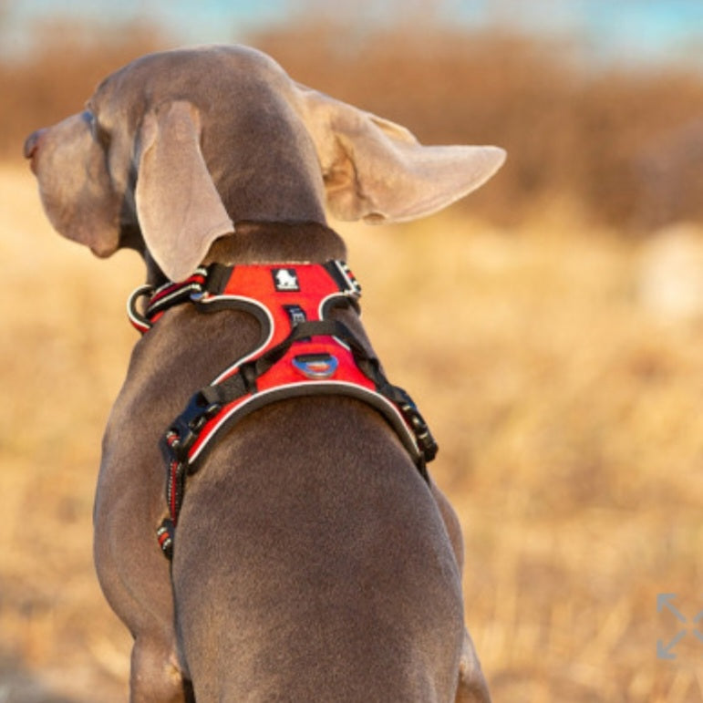 No Pull Harness Red L