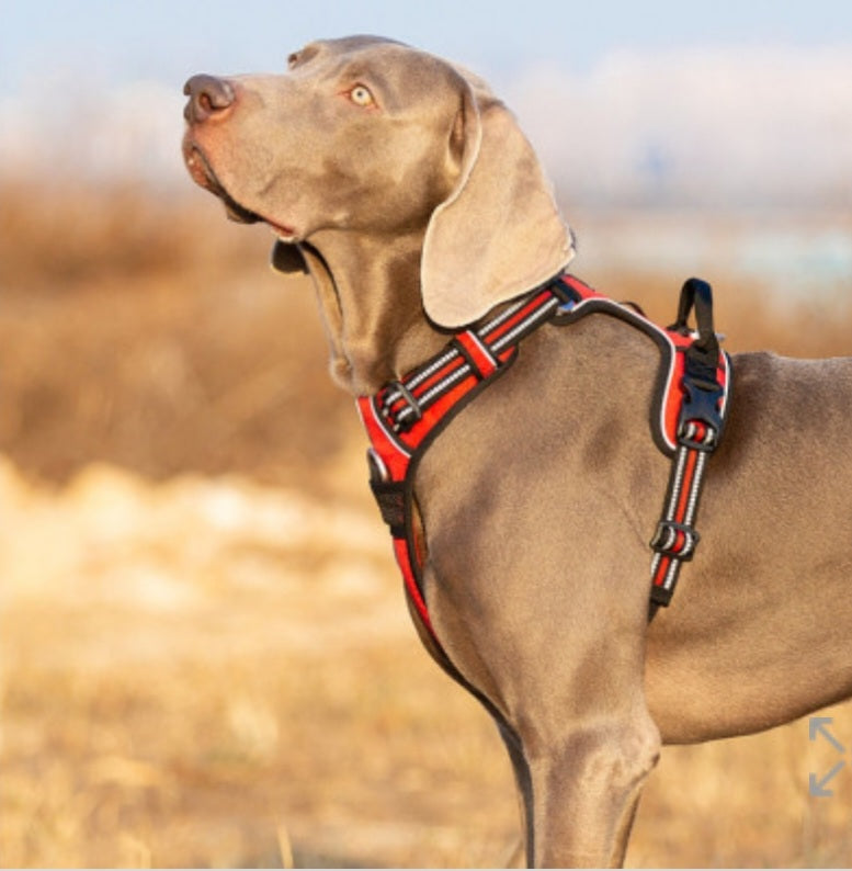 No Pull Harness Red L