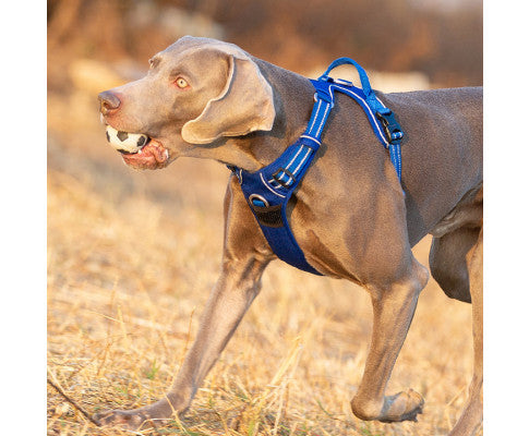No Pull Harness Royal Blue M