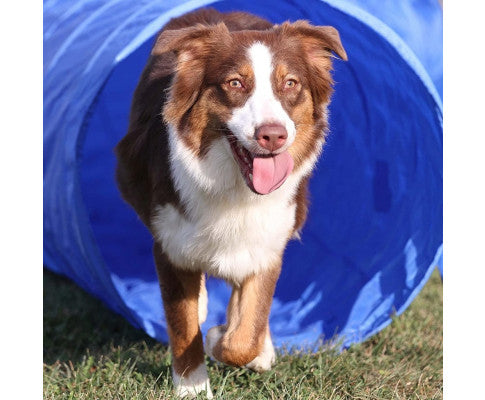 Floofi Dog Agility Training Set FI-DGT-100-SL / FI-DGT-100-YX