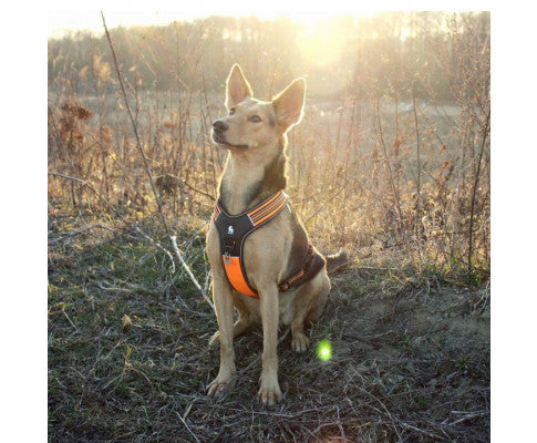 Reflective Heavy Duty Harness Orange XS